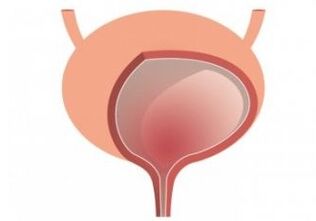 Bladder and strengthening of Femixal organ capsules
