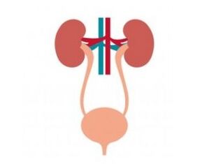 The urinary system and its strengthening of femixal capsules